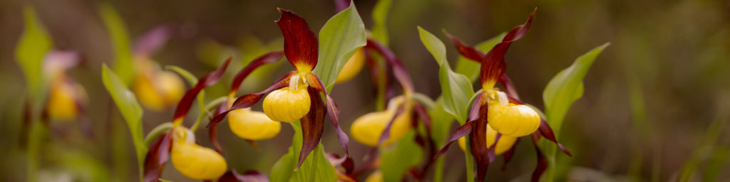 Weiter zu Kartierungen