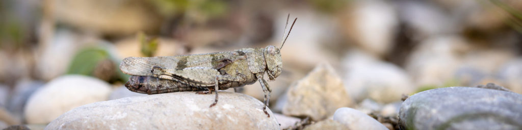 Weiter zu Naturschutzfachkonzepten und Strategien