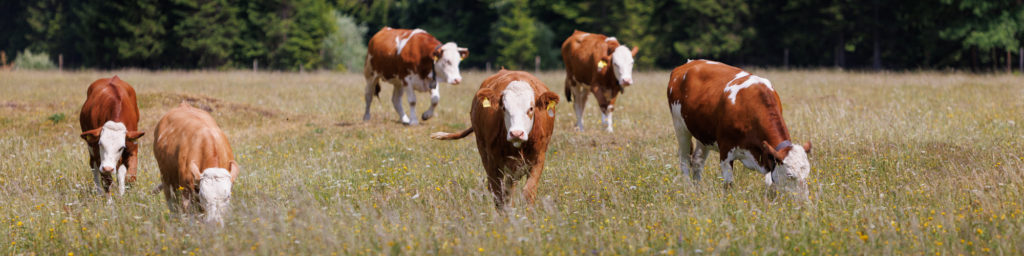 Weiter zu Planung und Management von Naturschutzprojekten